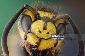 Attēlu rezultāti vaicājumam “Vespula germanica”