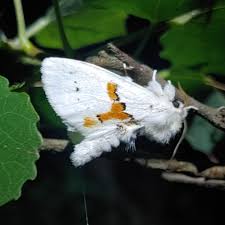 Attēlu rezultāti vaicājumam “Leucodonta bicoloria imago”