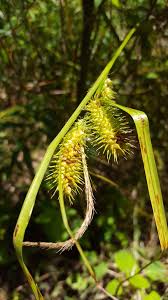 Attēlu rezultāti vaicājumam “Carex pseudocyperus female flower”