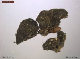 Attēlu rezultāti vaicājumam “Pachyphloeus melanoxanthus”