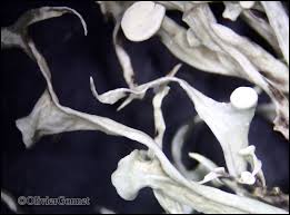 Attēlu rezultāti vaicājumam “Ramalina calicaris”