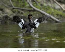 Attēlu rezultāti vaicājumam “Bucephala clangula juvenile”