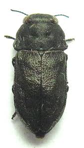 Attēlu rezultāti vaicājumam “Anthaxia quadripunctata”