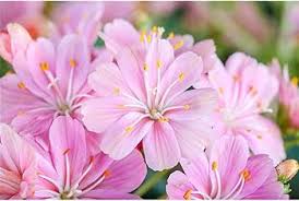 Image result for Bitterwurz