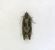 Attēlu rezultāti vaicājumam “Epinotia immundana”