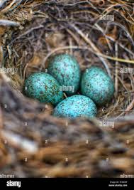 Attēlu rezultāti vaicājumam “Turdus merula eggs”