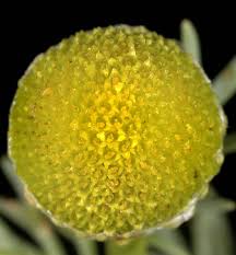 Attēlu rezultāti vaicājumam “Matricaria discoidea flower”