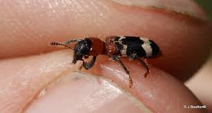 Attēlu rezultāti vaicājumam “Thanasimus formicarius”