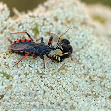 Attēlu rezultāti vaicājumam “Rhynocoris annulatus”