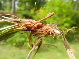 Attēlu rezultāti vaicājumam “Carex ericetorum”