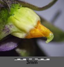 Attēlu rezultāti vaicājumam “Viola odorata bud”