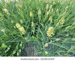 Attēlu rezultāti vaicājumam “Astragalus arenarius leaf”