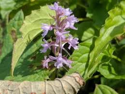 Attēlu rezultāti vaicājumam “Gymnadenia conopsea bud”