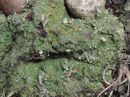 Attēlu rezultāti vaicājumam “Trapeliopsis flexuosa”