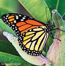 Image result for monarch butterfly