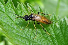 Attēlu rezultāti vaicājumam “Tenthredo scrophulariae exuvia”