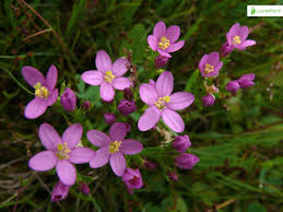 Attēlu rezultāti vaicājumam “Centaurium littorale”