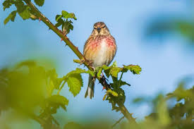 Attēlu rezultāti vaicājumam “Carduelis cannabina male”