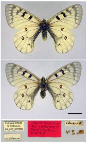Attēlu rezultāti vaicājumam “Parnassius mnemosyne underside”