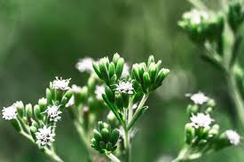 Image result for Stevia rebaudiana
