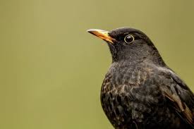 Attēlu rezultāti vaicājumam “Turdus merula male”
