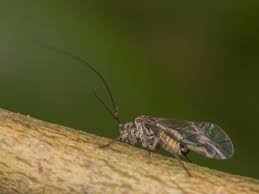 Attēlu rezultāti vaicājumam “Psococerastis gibbosa”