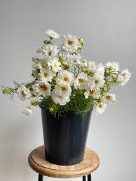 Image result for Cosmos bipinnatus `Double Click`