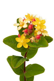 Attēlu rezultāti vaicājumam “Hypericum perforatum flower”