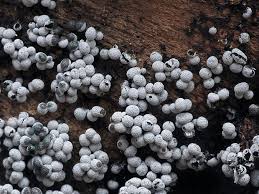 Attēlu rezultāti vaicājumam “Badhamia sp.”