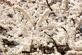 Attēlu rezultāti vaicājumam “Prunus cerasifera var. divaricata”