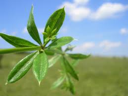 Attēlu rezultāti vaicājumam “Galium rivale”