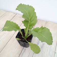 「珍宝菜」の画像検索結果