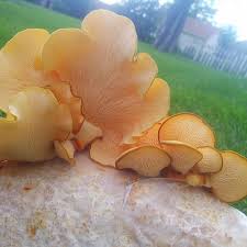 Attēlu rezultāti vaicājumam “Panellus serotinus”