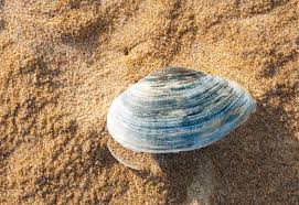 Attēlu rezultāti vaicājumam “Mya arenaria”