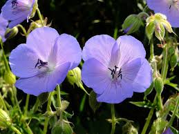 Image result for Geranium pratense