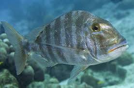 Image result for Calamus bajonado