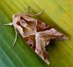 Attēlu rezultāti vaicājumam “Phlogophora meticulosa”