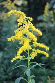 Attēlu rezultāti vaicājumam “Solidago virgaurea leaf”