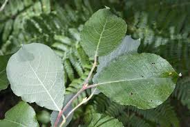 Attēlu rezultāti vaicājumam “Salix caprea fruit”