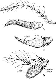 Attēlu rezultāti vaicājumam “Brachycera”