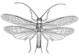 Attēlu rezultāti vaicājumam “Plecoptera”