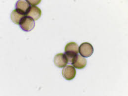 Attēlu rezultāti vaicājumam “Licea pygmaea macro”