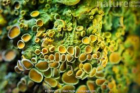 Attēlu rezultāti vaicājumam “Xanthoria parietina”