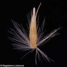 Attēlu rezultāti vaicājumam “Calamagrostis stricta”