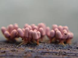 Attēlu rezultāti vaicājumam “Heterotrichia ferruginea (syn. Arcyria ferruginea) stalked”