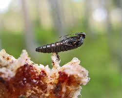 Attēlu rezultāti vaicājumam “Tettigoniodea exuvia”