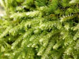 Attēlu rezultāti vaicājumam “Neckera”