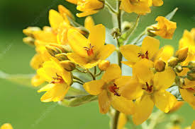 Attēlu rezultāti vaicājumam “Lysimachia vulgaris”