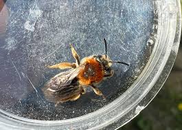 Attēlu rezultāti vaicājumam “Andrena haemorrhoa female”