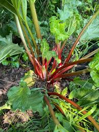 Attēlu rezultāti vaicājumam “Rheum rhabarbarum fruit”